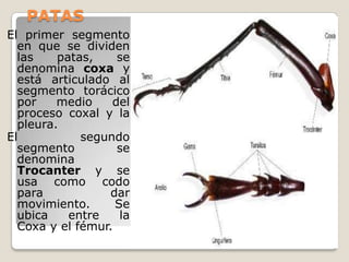 PATAS
El primer segmento
  en que se dividen
  las    patas,    se
  denomina coxa y
  está articulado al
  segmento torácico
  por    medio    del
  proceso coxal y la
  pleura.
El           segundo
  segmento         se
  denomina
  Trocanter y se
  usa como codo
  para           dar
  movimiento.      Se
  ubica    entre    la
  Coxa y el fémur.
 