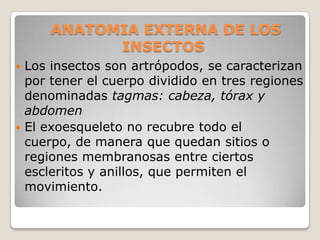 ANATOMIA EXTERNA DE LOS
           INSECTOS
 Los insectos son artrópodos, se caracterizan
  por tener el cuerpo dividido en tres regiones
  denominadas tagmas: cabeza, tórax y
  abdomen
 El exoesqueleto no recubre todo el
  cuerpo, de manera que quedan sitios o
  regiones membranosas entre ciertos
  escleritos y anillos, que permiten el
  movimiento.
 
