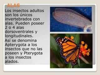 ALAS
Los insectos adultos
son los únicos
invertebrados con
alas. Pueden poseer
2 o 4 alas
dorsoventrales y
longitudinales.
Así se denomina
Apterygota a los
insectos que no las
poseen y Pterygota
a los insectos
alados.
 
