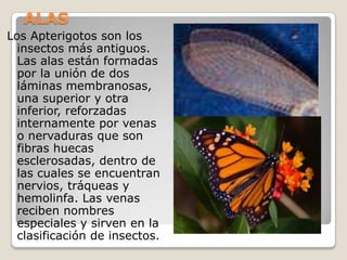 ALAS
Los Apterigotos son los
  insectos más antiguos.
  Las alas están formadas
  por la unión de dos
  láminas membranosas,
  una superior y otra
  inferior, reforzadas
  internamente por venas
  o nervaduras que son
  fibras huecas
  esclerosadas, dentro de
  las cuales se encuentran
  nervios, tráqueas y
  hemolinfa. Las venas
  reciben nombres
  especiales y sirven en la
  clasificación de insectos.
 