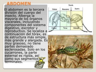ABDOMEN
El abdomen es la tercera
división del cuerpo del
insecto. Alberga la
mayoría de los órganos
viscerales, incluyendo
componentes del sistema
digestivo, excretor y
reproductivo. Se localiza a
continuación del tórax, es
de estructura más simple,
más grande y alargada. Es
muy grasoso, no tiene
partes demasiado
esclerosadas. Solo en los
cucarrones, la parte
esternal es rígida, así
como sus segmentos
terminales.
 