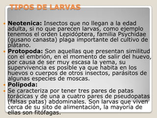 TIPOS DE LARVAS

   Neotenica: Insectos que no llegan a la edad
    adulta, si no que parecen larvas, como ejemplo
    tenemos el orden Lepidóptera, familia Psychidae
    (gusano canasta) plaga importante del cultivo de
    plátano.
   Protopoda: Son aquellas que presentan similitud
    con el embrión, en el momento de salir del huevo,
    por causa de ser muy escasa la yema, su
    supervivencia es posible ya que habita en los
    huevos o cuerpos de otros insectos, parásitos de
    algunas especies de moscas.
   Polipoda:
   Se caracteriza por tener tres pares de patas
    torácicas y de una a cuatro pares de pseudopatas
    (falsas patas) abdominales. Son larvas que viven
    cerca de su sito de alimentación, la mayoría de
    ellas son fitófagas.
 