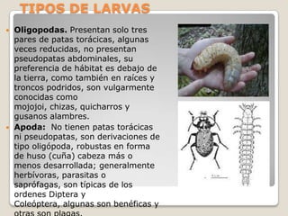 TIPOS DE LARVAS
   Oligopodas. Presentan solo tres
    pares de patas torácicas, algunas
    veces reducidas, no presentan
    pseudopatas abdominales, su
    preferencia de hábitat es debajo de
    la tierra, como también en raíces y
    troncos podridos, son vulgarmente
    conocidas como
    mojojoi, chizas, quicharros y
    gusanos alambres.
   Apoda: No tienen patas torácicas
    ni pseudopatas, son derivaciones de
    tipo oligópoda, robustas en forma
    de huso (cuña) cabeza más o
    menos desarrollada; generalmente
    herbívoras, parasitas o
    saprófagas, son típicas de los
    ordenes Diptera y
    Coleóptera, algunas son benéficas y
 