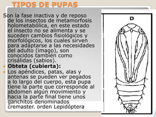 TIPOS DE PUPAS
Son la fase inactiva y de reposo
  de los insectos de metamorfosis
  holometabólica, en este estado
  el insecto no se alimenta y se
  suceden cambios fisiológicos y
  morfológicos, los cuales sirven
  para adaptarse a las necesidades
  del adulto (imago), son
  conocidos también como
  crisálidas (sabios).
 Obteta (cubierta):
 Los apéndices, patas, alas y
  antenas se pueden ver pegados
  a lo largo del cuerpo, esta pupa
  tiene la parte que corresponde al
  abdomen algún movimiento y
  hacia la parte final tiene unos
  ganchitos denominados
  cremaster. orden Lepidóptera
 