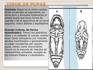 TIPOS DE PUPAS
   Coartata :Estas en el ultimo estado
    larval no pierden el tegumento, se
    torna duro y envuelve totalmente el
    estado pupal que tiene forma de
    exarata y da la apariencia de un tonel
    pequeño, orden díptera y lepidóptera.

   Exarata (Libres, de forma
    momificada): Tienen los apéndices
    libres y no pegadas al cuerpo, pueden
    tener cierta semejanza con insectos
    adultos momificados y generalmente
    no están recubiertos por capullo
    pupal, tienen cierto movimiento.
    Ocurre en la mayoría de insectos de
    metamorfosis completa, excepto en
    los ordenes Díptera y Lepidóptero.
 