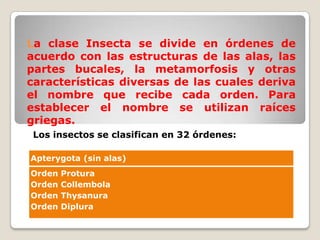 La clase Insecta se divide en órdenes de
acuerdo con las estructuras de las alas, las
partes bucales, la metamorfosis y otras
características diversas de las cuales deriva
el nombre que recibe cada orden. Para
establecer el nombre se utilizan raíces
griegas.
 Los insectos se clasifican en 32 órdenes:

Apterygota (sin alas)
Orden   Protura
Orden   Collembola
Orden   Thysanura
Orden   Diplura
 