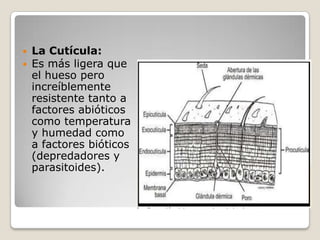  La Cutícula:
 Es más ligera que
  el hueso pero
  increíblemente
  resistente tanto a
  factores abióticos
  como temperatura
  y humedad como
  a factores bióticos
  (depredadores y
  parasitoides).
 