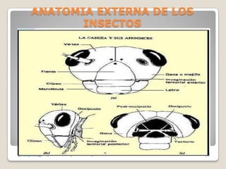 ANATOMIA EXTERNA DE LOS
       INSECTOS
 