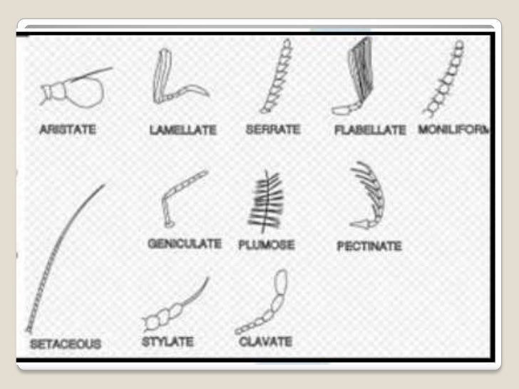 Taxonomia De Los Insectos