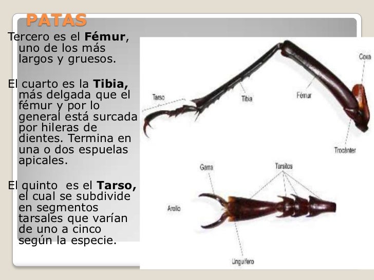 Taxonomia insectos