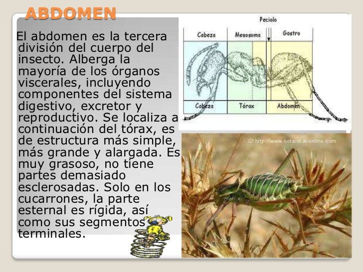 Taxonomia insectos
