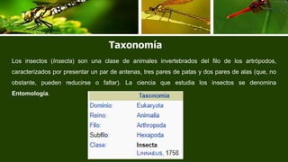 Taxonomia Insectos.pptx