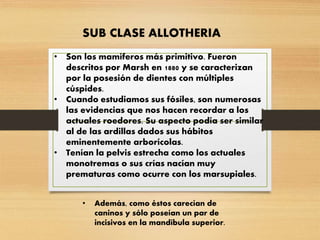SUB CLASE ALLOTHERIA
• Son los mamíferos más primitivo. Fueron
descritos por Marsh en 1880 y se caracterizan
por la posesión de dientes con múltiples
cúspides.
• Cuando estudiamos sus fósiles, son numerosas
las evidencias que nos hacen recordar a los
actuales roedores. Su aspecto podía ser similar
al de las ardillas dados sus hábitos
eminentemente arborícolas.
• Tenían la pelvis estrecha como los actuales
monotremas o sus crías nacían muy
prematuras como ocurre con los marsupiales.
• Además, como éstos carecían de
caninos y sólo poseían un par de
incisivos en la mandíbula superior.
 