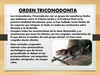 ORDEN TRICONODONTA
• Los triconodontos (Triconodonta) son un grupo de mamíferos fósiles
que habitaron entre el Triásico tardío y el Cretáceo final en la
práctica totalidad del planeta, pues se han hallado restos fósiles de
las especies que integran el clado en todos los continentes salvo
Oceanía y la Antártida.
• Cumplen todas las características de la clase Mammalia y se
caracterizan por tener los dientes con tres cúspides, característica de
la que deriva el nombre de este grupo animal: tri (tres)-cono
(cúspide)-donta (diente).
• Estos animales responden
además a las características
morfológicas que de forma
generalizada se daban en los
protomamíferos: son pequeños,
peludos, tetrápodos, con largas
colas.
 