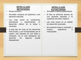 INFRA CLASE
EUTHETHERIA
• Grupo primitivo.
• Animales vivíparos sin placenta o con
placenta reducida,
• Las crías nacen en condiciones
prematuras y experimentan un
desarrollo ulterior en la bolsa o
marsupio.
• A este tipo de crías se les denomina
Feto Suctor, y son transportados por la
madre, casi siempre en una bolsa o
marsupio, en la cual desaguan los
pezones. En algunos puede
desaparecer.
INFRA CLASE
METATHERIA
• Animales vivíparos placentarios
• El feto se alimenta atraves de
una placenta adosada a la
superficie del útero materno
• Las crías nacen en un estado
de desarrollo avanzado.
• No presenta bolsa o marsupio y
huesos epipubicos o
marsupiales.
 