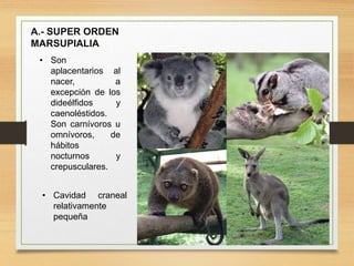 A.- SUPER ORDEN
MARSUPIALIA.
• Son
aplacentarios al
nacer, a
excepción de los
dideélfidos y
caenoléstidos.
Son carnívoros u
omnívoros, de
hábitos
nocturnos y
crepusculares.
• Cavidad craneal
relativamente
pequeña
 