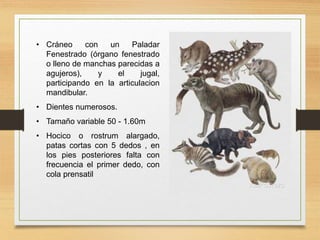 • Cráneo con un Paladar
Fenestrado (órgano fenestrado
o lleno de manchas parecidas a
agujeros), y el jugal,
participando en la articulacion
mandibular.
• Dientes numerosos.
• Tamaño variable 50 - 1.60m
• Hocico o rostrum alargado,
patas cortas con 5 dedos , en
los pies posteriores falta con
frecuencia el primer dedo, con
cola prensatil
 