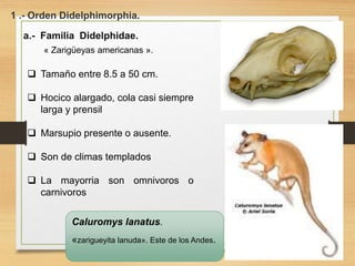 1 .- Orden Didelphimorphia.
a.- Familia Didelphidae.
 Tamaño entre 8.5 a 50 cm.
 Hocico alargado, cola casi siempre
larga y prensil
 Marsupio presente o ausente.
 Son de climas templados
 La mayorria son omnivoros o
carnivoros
Caluromys lanatus.
«zarigueyita lanuda». Este de los Andes.
« Zarigüeyas americanas ».
 