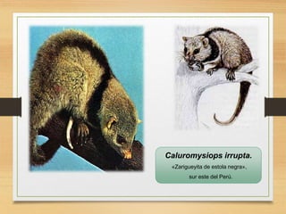 Caluromysiops irrupta.
«Zarigueyita de estola negra»,
sur este del Perú.
 