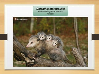 Didelphis marsupialis
«Comadreja grande, macura,
raposa»
 