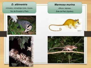D. albiventris
«Uncaca, comadreja mora, muca».
Sur de Ecuador y Perú.
Marmosa murina.
«Muca, raposa».
Este de Perú (Iquitos).
 