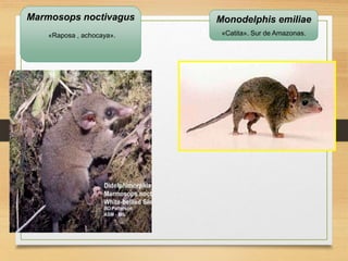 Marmosops noctivagus
«Raposa , achocaya».
Monodelphis emiliae
«Catita». Sur de Amazonas.
 