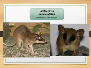 Metachirus
nudicaudatus
«Pericote o Cuica común».
 