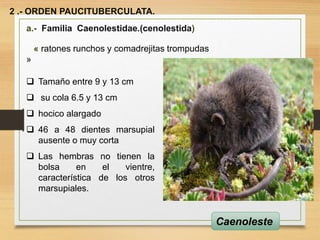 2 .- ORDEN PAUCITUBERCULATA.
a.- Familia Caenolestidae.(cenolestida)
« ratones runchos y comadrejitas trompudas
»
 Tamaño entre 9 y 13 cm
 su cola 6.5 y 13 cm
 hocico alargado
 46 a 48 dientes marsupial
ausente o muy corta
 Las hembras no tienen la
bolsa en el vientre,
característica de los otros
marsupiales.
Caenoleste
 