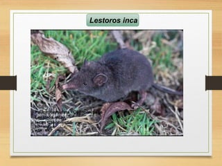 Lestoros inca
 