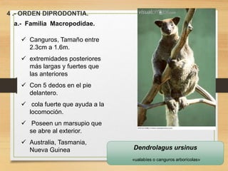 4 .- ORDEN DIPRODONTIA.
a.- Familia Macropodidae.
 Canguros, Tamaño entre
2.3cm a 1.6m.
 extremidades posteriores
más largas y fuertes que
las anteriores
 Con 5 dedos en el pie
delantero.
 cola fuerte que ayuda a la
locomoción.
 Poseen un marsupio que
se abre al exterior.
 Australia, Tasmania,
Nueva Guinea Dendrolagus ursinus
«ualabíes o canguros arborícolas»
 