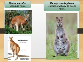 Macropus rufus
«canguro rojo».
Macropus rufogriseus
«ualabí o wallaby de cuello
rojo».
 