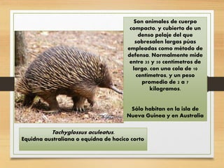 Son animales de cuerpo
compacto, y cubierto de un
denso pelaje del que
sobresalen largas púas
empleadas como método de
defensa. Normalmente mide
entre 35 y 50 centímetros de
largo, con una cola de 10
centímetros, y un peso
promedio de 2 a 7
kilogramos.
Sólo habitan en la isla de
Nueva Guinea y en Australia
Tachyglossus aculeatus.
Equidna australiana o equidna de hocico corto
 