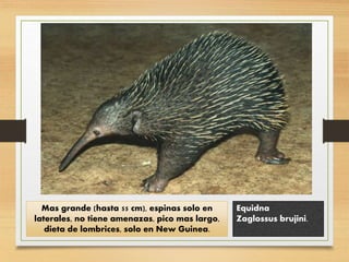 Mas grande (hasta 55 cm), espinas solo en
laterales, no tiene amenazas, pico mas largo,
dieta de lombrices, solo en New Guinea.
Equidna
Zaglossus brujini.
 