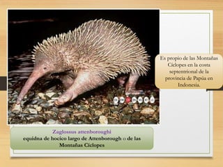 Zaglossus attenboroughi
equidna de hocico largo de Attenborough o de las
Montañas Cíclopes
Es propio de las Montañas
Cíclopes en la costa
septentrional de la
provincia de Papúa en
Indonesia.
 