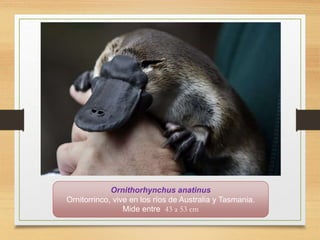 Ornithorhynchus anatinus
Ornitorrinco, vive en los ríos de Australia y Tasmania.
Mide entre 43 a 53 cm
 