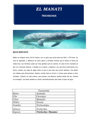 EL MANATI
TRICHECHUS
DESCRIPCION
Miden en longitud entre 2.8-3.6 metros, con un peso que oscila entre los 400 y 1,775 kilos. Su
cola es aplanada, a diferencia de otros peces y animales marinos que la tienen en forma de
media luna. Las hembras suelen ser más grandes que los machos. El color de los manatíes es
gris con manchas blancas o rosadas en el pecho y abdomen. Los que tiene movimientos muy
lentos, poseen una capa de algas sobre su piel lo que hace que luzcan verdosos. Sus aletas
son ideales para direccionarse, llevarse comida hacia el hocico e incluso para abrazar a otros
manatíes. Carecen de oído externo, pero poseen una abertura auditiva detrás del ojo. Cuando
se sumergen, sus fosas nasales se cierran automáticamente para evitar el paso de agua.
Taxonomía
Reino Animalia
Filo Chordata
Clase Mamalia
Orden Sirenia
Familia Trichechidae
Género Trichechus
Especie Trichechus Manatus
 