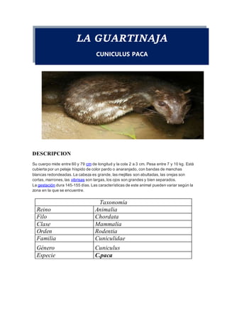 LA GUARTINAJA
CUNICULUS PACA
DESCRIPCION
Su cuerpo mide entre 60 y 79 cm de longitud y la cola 2 a 3 cm. Pesa entre 7 y 10 kg. Está
cubierta por un pelaje híspido de color pardo o anaranjado, con bandas de manchas
blancas redondeadas. La cabeza es grande, las mejillas son abultadas, las orejas son
cortas, marrones, las vibrisas son largas, los ojos son grandes y bien separados.
La gestación dura 145-155 días. Las características de este animal pueden variar según la
zona en la que se encuentre.
Taxonomía
Reino Animalia
Filo Chordata
Clase Mammalia
Orden Rodentia
Familia Cuniculidae
Género Cuniculus
Especie C.paca
 