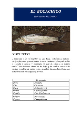 EL BOCACHICO
PROCHILODUS MAGDALENAE
DESCRIPCIÓN
El bocachico es un pez migratoro de agua dulce , su tamaño es mediano ,
los ejemplares mas grandes pueden alcanzar los 60cms de longitud , su bca
es pequeña y camosa y prominente lo cual da origen a su nombre
común.Tiene diminutos dientes en los bajos y los adultos son de color
plateado con aletas de matices rojos o amarillos. Las manchas diferencia de
las hembras son mas delgadas y esbeltas.
Taxonomía
Reino Animalia
Filo Chordata
Clase Actinopterygii
Orden Characiformes
Familia Phochilodontidae
Género Prochilodus
Especie P.magdalenae
 