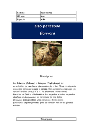 Oso peresoso
florivora
Descripcion
Los folívoros (Folivora) o filófagos (Phyllophaga) son
un suborden de mamíferos placentarios del orden Pilosa, comúnmente
conocidos como perezosos o pereza. Son animalesneotropicales de
variado tamaño (de 0,5 m a 1,7 m) endémicos de las selvas
húmedas de Centro y Sudamérica. Las especies actuales se pueden
clasificar en dos géneros: los perezosos de tres dedos
(Bradypus, Bradypodidae) y los perezosos de dos dedos
(Choloepus, Megalonychidae), pero se conocen más de 50 géneros
extintos.
Familia Psittacidae
Género Ara
Especie ARA
Taxonomía
 