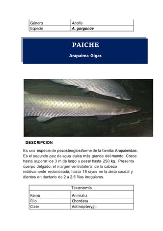PAICHE
Arapaima Gigas
DESCRIPCION
Es una especie de pezosteoglosiforme de la familia Arapaimidae.
Es el segundo pez de agua dulce más grande del mundo. Crece
hasta superar los 3 m de largo y pesar hasta 250 kg. Presenta
cuerpo delgado, el margen ventrolateral de la cabeza
relativamente redondeada, hasta 18 rayos en la aleta caudal y
dientes en dentario de 2 a 2,5 filas irregulares.
Género Anolis
Especie A. gorgonae
Taxonomía
Reino Animalia
Filo Chordata
Clase Actinopterygii
 