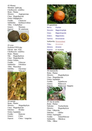 42-Mamey 
Mammee apple.jpg 
Clasificación científica 
Reino: Plantae 
División: Angiospermae 
Clase: Magnoliopsida 
Orden: Malpighiales 
Familia: Clusiaceae 
Subfamilia: Kielmeyeroideae 
Tribu: Calophylleae 
Género: Mammea 
Especie: M. americana 
43-soya 
Soybean.USDA.jpg 
Glycine max: Soja 
Clasificación científica 
Reino: Plantae 
Filo: Magnoliophyta 
Clase: Magnoliopsida 
Orden: Fabales 
Familia: Fabaceae 
Subfamilia: Faboideae 
Tribu: Phaseoleae 
Subtribu: Glycininae 
Género: '''Glycine''' 
44-naranja 
Reino: Plantae 
División: Magnoliophyta 
Clase: Magnoliopsida 
Subclase: Rosidae 
Orden: Sapindales 
Familia: Rutaceae 
Género: Citrus 
Especie: Citrus × tangerina 
45-guanabana 
Reino: Plantae 
División: Magnoliophyta 
Clase: Magnoliopsida 
Orden: Magnoliales 
Familia: Annonaceae 
Subfamilia: Annonoideae 
Tribu: Annoneae 
Género: Annona 
Especie: A. muricata 
46-mamoncillo 
Reino: Plantae 
División: Magnoliophyta 
Clase: Magnoliopsida 
Orden: Sapindales 
Familia: Sapindaceae 
Género: Melicoccus 
Especie: Melicoccus bijugatus 
47-Ajo de jardín 
Reino: Plantae 
Subreino: Tracheobionta 
División: Magnoliophyta 
Clase: Liliopsida 
Subclase: Liliidae 
Orden: Asparagales 
Familia: Amaryllidaceae 
Subfamilia: Allioideae 
Tribu: Allieae 
 
