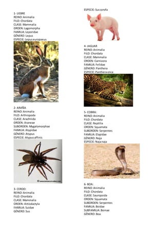 1- LIEBRE 
REINO: Animalia 
FILO: Chordata 
CLASE: Mammalia 
ORDEN: Lagomorpha 
FAMILIA: Leporidae 
GÉNERO: Lepus 
ESPECIE: Lepus europaeus 
2- ARAÑA 
REINO: Animalia 
FILO: Arthropoda 
CLASE: Arachnida 
ORDEN: Araneae 
SUBORDEN: Mygalomorphae 
FAMILIA: Atypidae 
GÉNERO: Atypus 
ESPECIE: Atypus affinis 
3- CERDO: 
REINO: Animalia 
FILO: Chordata 
CLASE: Mammalia 
ORDEN: Artiodactyla 
FAMILIA: Suidae 
GÉNERO: Sus 
ESPECIE: Sus scrofa 
4- JAGUAR 
REINO: Animalia 
FILO: Chordata 
CLASE: Mammalia 
ORDEN: Carnivora 
FAMILIA: Felidae 
GÉNERO: Panthera 
ESPECIE: Panthera onca 
5- COBRA: 
REINO: Animalia 
FILO: Chordata 
CLASE: Reptilia 
ORDEN: Squamata 
SUBORDEN: Serpentes 
FAMILIA: Elapidae 
GÉNERO: Naja 
ESPECIE: Naja naja 
6- BOA: 
REINO: Animalia 
FILO: Chordata 
CLASE: Sauropsida 
ORDEN: Squamata 
SUBORDEN: Serpentes 
FAMILIA: Boidae 
SUBFAMILIA: Boinae 
GÉNERO: Boa 
 
