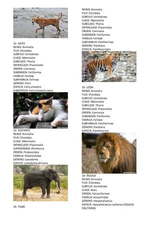 12- GATO 
REINO: Animalia 
FILO: Chordata 
SUBFILO: Vertebrata 
CLASE: Mammalia 
SUBCLASE: Theria 
INFRACLASE: Placentalia 
ORDEN: Carnívora 
SUBORDEN: Feliformia 
FAMILIA: Felidae 
SUBFAMILIA: Felinae 
GÉNERO: Felis 
ESPECIE: Felis silvestris 
SUBESPECIE: Felis silvestris catus 
13- ELEFANTE 
REINO: Animalia 
FILO: Chordata 
CLASE: Mammalia 
INFRACLASE: Placentalia 
SUPERORDEN: Afrotheria 
ORDEN: Proboscidea 
FAMILIA: Elephantidae 
GÉNERO: Loxodonta 
ESPECIE: Loxodonta africana 
14- TIGRE 
REINO: Animalia 
FILO: Chordata 
SUBFILO: Vertebrata 
CLASE: Mammalia 
SUBCLASE: Theria 
INFRACLASE: Placentalia 
ORDEN: Carnivora 
SUBORDEN: Feliformia 
FAMILIA: Felidae 
SUBFAMILIA: Pantherinae 
GÉNERO: Panthera 
ESPECIE: Panthera tigris 
15- LEÓN 
REINO: Animalia 
FILO: Chordata 
SUBFILO: Vertebrata 
CLASE: Mammalia 
SUBCLASE: Theria 
INFRACLASE: Placentalia 
ORDEN: Carnivora 
SUBORDEN: Feliformia 
FAMILIA: Felidae 
SUBFAMILIA: Pantherinae 
GÉNERO: Panthera 
ESPECIE: Panthera leo 
16- ÁGUILA 
REINO: Animalia 
FILO: Chordata 
SUBFILO: Vertebrata 
CLASE: Aves 
ORDEN: Falconiformes 
FAMILIA: Accipitridae 
GÉNERO: Harpyhaliaetus 
ESPECIE: Harpyhaliaetus solitarius (ÁGUILA 
SOLITARIA) 
 