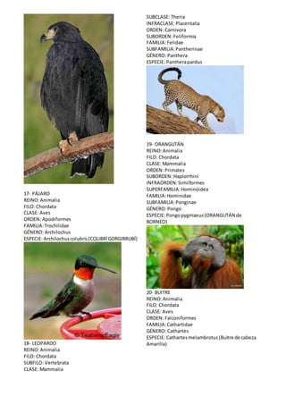17- PÁJARO 
REINO: Animalia 
FILO: Chordata 
CLASE: Aves 
ORDEN: Apodiformes 
FAMILIA: Trochilidae 
GÉNERO: Archilochus 
ESPECIE: Archilochus colubris (COLIBRÍ GORGIRRUBÍ) 
18- LEOPARDO 
REINO: Animalia 
FILO: Chordata 
SUBFILO: Vertebrata 
CLASE: Mammalia 
SUBCLASE: Theria 
INFRACLASE: Placentalia 
ORDEN: Carnivora 
SUBORDEN: Feliformia 
FAMILIA: Felidae 
SUBFAMILIA: Pantherinae 
GÉNERO: Panthera 
ESPECIE: Panthera pardus 
19- ORANGUTÁN 
REINO: Animalia 
FILO: Chordata 
CLASE: Mammalia 
ORDEN: Primates 
SUBORDEN: Haplorrhini 
INFRAORDEN: Simiiformes 
SUPERFAMILIA: Hominoidea 
FAMILIA: Hominidae 
SUBFAMILIA: Ponginae 
GÉNERO: Pongo 
ESPECIE: Pongo pygmaeus (ORANGUTÁN de 
BORNEO) 
20- BUITRE 
REINO: Animalia 
FILO: Chordata 
CLASE: Aves 
ORDEN: Falconiformes 
FAMILIA: Cathartidae 
GÉNERO: Cathartes 
ESPECIE: Cathartes melambrotus (Buitre de cabeza 
Amarilla) 
 