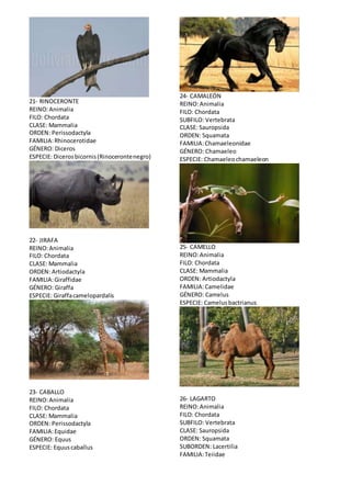 21- RINOCERONTE 
REINO: Animalia 
FILO: Chordata 
CLASE: Mammalia 
ORDEN: Perissodactyla 
FAMILIA: Rhinocerotidae 
GÉNERO: Diceros 
ESPECIE: Diceros bicornis (Rinoceronte negro) 
22- JIRAFA 
REINO: Animalia 
FILO: Chordata 
CLASE: Mammalia 
ORDEN: Artiodactyla 
FAMILIA: Giraffidae 
GÉNERO: Giraffa 
ESPECIE: Giraffa camelopardalis 
23- CABALLO 
REINO: Animalia 
FILO: Chordata 
CLASE: Mammalia 
ORDEN: Perissodactyla 
FAMILIA: Equidae 
GÉNERO: Equus 
ESPECIE: Equus caballus 
24- CAMALEÓN 
REINO: Animalia 
FILO: Chordata 
SUBFILO: Vertebrata 
CLASE: Sauropsida 
ORDEN: Squamata 
FAMILIA: Chamaeleonidae 
GÉNERO: Chamaeleo 
ESPECIE: Chamaeleo chamaeleon 
25- CAMELLO 
REINO: Animalia 
FILO: Chordata 
CLASE: Mammalia 
ORDEN: Artiodactyla 
FAMILIA: Camelidae 
GÉNERO: Camelus 
ESPECIE: Camelus bactrianus 
26- LAGARTO 
REINO: Animalia 
FILO: Chordata 
SUBFILO: Vertebrata 
CLASE: Sauropsida 
ORDEN: Squamata 
SUBORDEN: Lacertilia 
FAMILIA: Teiidae 
 