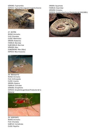 GÉNERO: Tupinambis 
ESPECIE: Tupinambis teguixin (Lagarto Overo) 
27- RATÓN 
REINO: Animalia 
FILO: Chordata 
CLASE: Mammalia 
ORDEN: Rodentia 
FAMILIA: Muridae 
SUBFAMILIA: Murinae 
GÉNERO: Mus 
SUBGÉNERO: Mus (Mus) 
ESPECIE: Mus musculus 
28- MOSQUITO 
REINO: Animalia 
FILO: Arthropoda 
CLASE: Insecta 
ORDEN: Diptera 
FAMILIA: Culicidae 
GÉNERO: Anopheles 
ESPECIE: Anopheles gambiae (Productor de la 
Malaria) 
29- SERPIENTE 
REINO: Animalia 
FILO: Chordata 
SUBFILO: Vertebrata 
CLASE: Reptilia 
ORDEN: Squamata 
FAMILIA: Viperidae 
GÉNERO: Crotalus 
ESPECIE: Crotalus basiliscus (Serpiente de CASCABEL) 
