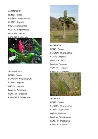 4- GENGIBRE 
REINO: Plantae 
DIVISIÓN: Magnoliophyta 
CLASE: Liliopsida 
ORDEN: Zingiberales 
FAMILIA: Zingiberaceae 
GÉNERO: Zingiber 
ESPECIE: Z. officinale 
5- PALMA REAL 
REINO: Plantea 
DIVVISIÓN: Magnoliophyta 
CLASE: Liliopsida 
ORDEN: Arecales 
FAMILIA: Arecaceae 
GÉNERO: Roystonea 
ESPECIE: R. borinquena 
6- CEBADA 
REINO: Plantae 
DIVISIÓN: Magnoliophyta 
CLASE: Liliopsida 
ORDEN: Poales 
FAMILIA: Poaceae 
GÉNERO: Hordeum 
ESPECIE: H. vulgare 
7- CACAO *-* 
REINO: Plantae 
DIVISIÓN: Magnoliophyta 
CLASE: Magnolipsida 
ORDEN: Malvales 
FAMILIA: Sterculiaceae 
GÉNERO: Theobroma 
ESPECIE: T. cacao 
 