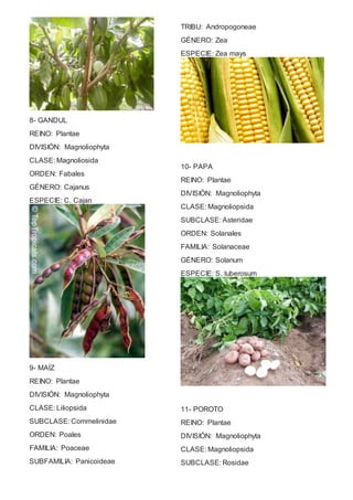 8- GANDUL 
REINO: Plantae 
DIVISIÓN: Magnoliophyta 
CLASE: Magnoliosida 
ORDEN: Fabales 
GÉNERO: Cajanus 
ESPECIE: C. Cajan 
9- MAÍZ 
REINO: Plantae 
DIVISIÓN: Magnoliophyta 
CLASE: Liliopsida 
SUBCLASE: Commelinidae 
ORDEN: Poales 
FAMILIA: Poaceae 
SUBFAMILIA: Panicoideae 
TRIBU: Andropogoneae 
GÉNERO: Zea 
ESPECIE: Zea mays 
10- PAPA 
REINO: Plantae 
DIVISIÓN: Magnoliophyta 
CLASE: Magnoliopsida 
SUBCLASE: Asteridae 
ORDEN: Solanales 
FAMILIA: Solanaceae 
GÉNERO: Solanum 
ESPECIE: S. tuberosum 
11- POROTO 
REINO: Plantae 
DIVISIÓN: Magnoliophyta 
CLASE: Magnoliopsida 
SUBCLASE: Rosidae 
 