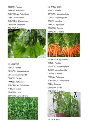 ORDEN: Fabales 
FAMILIA: Fabaceae 
SUBFAMILIA: Faboideae 
TRIBU: Phaseoleae 
SUBTRIBU: Phaseolinae 
GÉNERO: Phaseolus 
ESPECIE: P. vulgaris 
12- LENTEJA 
REINO: Plantae 
DIVISIÓN: Magnoliophyta 
CLASE: Magnoliopsida 
ORDEN: Fabales 
FAMILIA: Fabaceae 
SUBFAMILIA: Faboideae 
TRIBU: Fabeae 
GÉNERO: Lens 
ESPECIE: Lens culinaris 
13- ZANAHORIA 
REINO: Plantae 
DIVISIÓN: Magnoliophyta 
CLASE: Magnoliopsida 
ORDEN: Apiales 
FAMILIA: Apiaceae 
GÉNERO: Daucus 
ESPECIE: D. carota 
14- ARVEJA (guisantes) 
REINO: Plantae 
DIVISIÓN: Magnoliophyta 
CLASE: Magnoliopsida 
ORDEN: Fabales 
FAMILIA: Fabaceae 
SUBFAMILIA: Faboideae 
TRIBU: Fabeae 
GÉNERO: Pisum 
ESPECIE: P. sativum 
15- CEBOLLA 
 