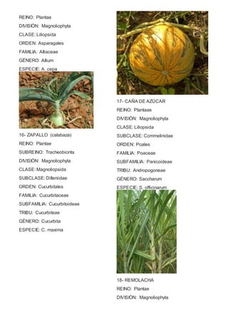 REINO: Plantae 
DIVISIÓN: Magnoliophyta 
CLASE: Liliopsida 
ORDEN: Asparagales 
FAMILIA: Alliaceae 
GÉNERO: Allium 
ESPECIE: A. cepa 
16- ZAPALLO (calabaza) 
REINO: Plantae 
SUBREINO: Tracheobionta 
DIVISIÓN: Magnoliophyta 
CLASE: Magnoliopsida 
SUBCLASE: Dilleniidae 
ORDEN: Cucurbitales 
FAMILIA: Cucurbitaceae 
SUBFAMILIA: Cucurbitoideae 
TRIBU: Cucurbiteae 
GÉNERO: Cucurbita 
ESPECIE: C. maxima 
17- CAÑA DE AZÚCAR 
REINO: Plantaae 
DIVISIÓN: Magnoliophyta 
CLASE: Liliopsida 
SUBCLASE: Commelinidae 
ORDEN: Poales 
FAMILIA: Poaceae 
SUBFAMILIA: Panicoideae 
TRIBU: Andropogoneae 
GÉNERO: Saccharum 
ESPECIE: S. officinarum 
18- REMOLACHA 
REINO: Plantae 
DIVISIÓN: Magnoliophyta 
 